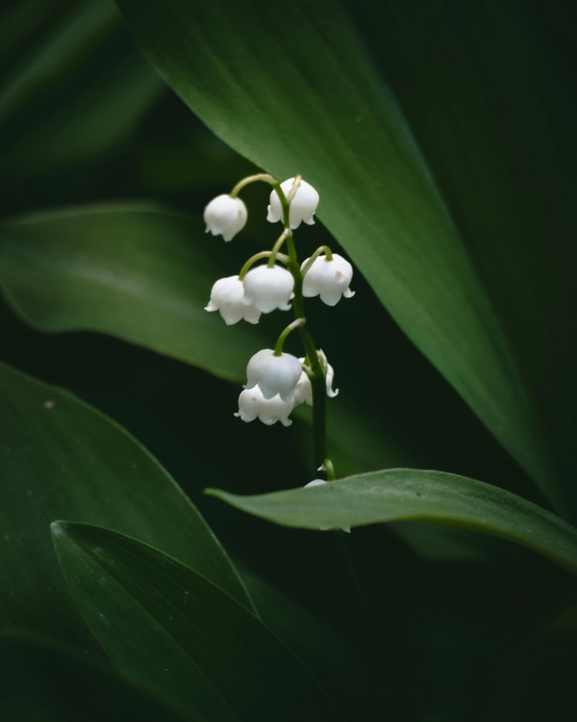 Lily of the Valley — Convallaria majalis, the flower LINH LAN is named after